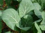 collard-greens[1]