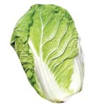 napa_cabbage[1]